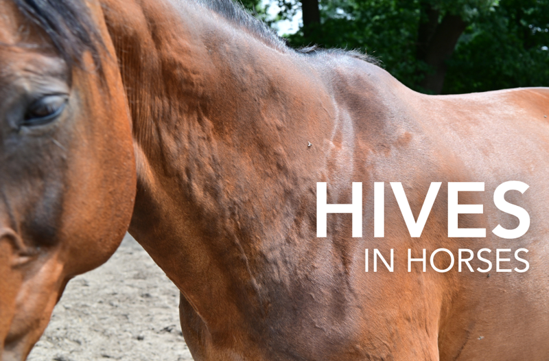 Hives in Horses - Equine Science Matters™